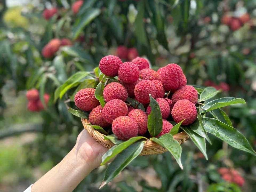 Vải Trung Quốc 700.000 đồng/kg có gì đặc biệt mà người Việt lùng mua? - 2 Vải Trung Quốc 700.000 đồng/kg có gì đặc biệt mà người Việt lùng mua? - 2