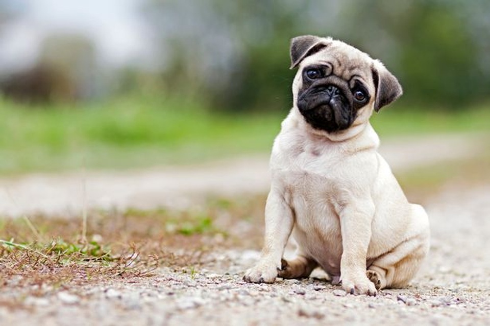 Ác mộng hình ảnh cộng hưởng từ của chó Pug - 2 Ác mộng hình ảnh cộng hưởng từ của chó Pug - 2