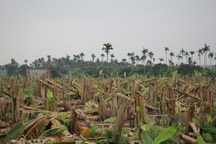 Hàng nghìn cây chuối bị chém gục trong đêm