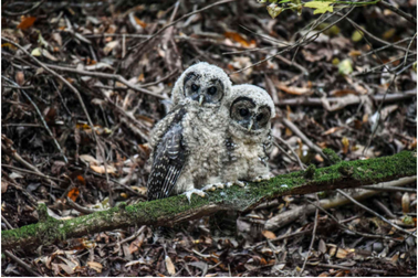 Tại sao nhiều cú đốm chết ở gần trang trại cần sa?