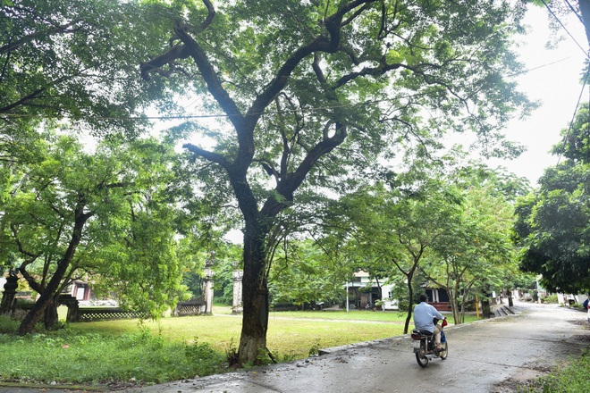 Báu vật “cụ” sưa trăm tuổi, giá 60 tỷ đồng ở ngôi đình cổ Hà Nội - 6 Báu vật “cụ” sưa trăm tuổi, giá 60 tỷ đồng ở ngôi đình cổ Hà Nội - 6