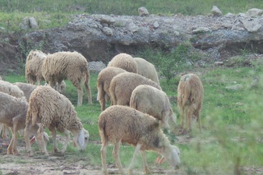 Kiếm trăm triệu mỗi năm nhờ chăn cừu ở chân cầu Vĩnh Tuy