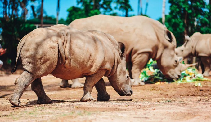 Giữa &quot;tâm bão&quot; dịch Covid-19, Vinpearl Safari đón bé tê giác mới chào đời với cái tên &quot;Chiến thắng&quot; - Ảnh 5.