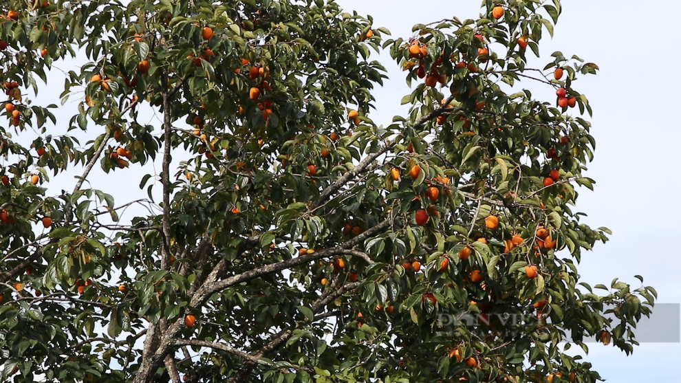 Vì sao người làm hồng treo gió Đà Lạt phải nắn nắn, bóp bóp mát xa cho quả hồng mỗi ngày? - 1 Vì sao người làm hồng treo gió Đà Lạt phải nắn nắn, bóp bóp mát xa cho quả hồng mỗi ngày? - 1