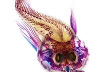 Cá đẹp “ngỡ ngàng” nhờ... tẩy trắng, nhuộm màu