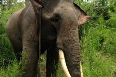 Đắk Lắk: Voi đực bị cưa trộm ngà trong vườn quốc gia