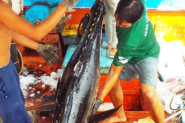 Trúng đậm cá ngừ đại dương hơn nửa tạ ở biển Trường Sa