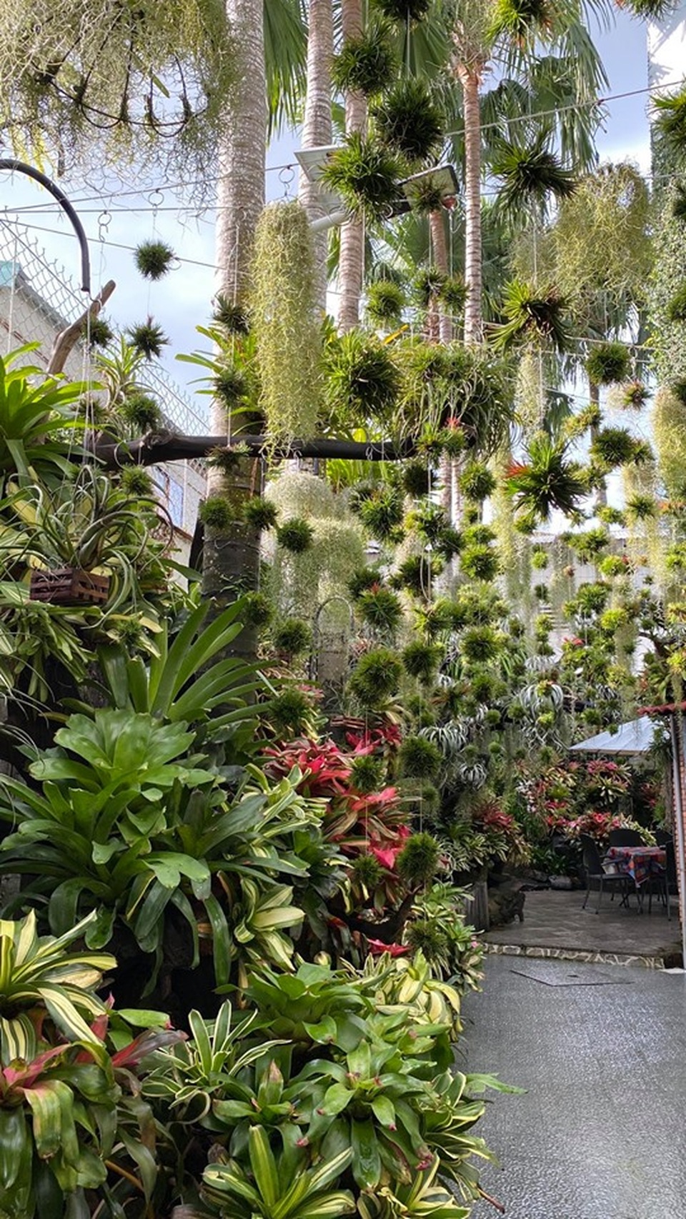 Mê mẩn khu vườn tiên cảnh rộng 300m2 toàn cây đắt đỏ của mẹ đảm ở Cần Thơ - 2 Mê mẩn khu vườn tiên cảnh rộng 300m2 toàn cây đắt đỏ của mẹ đảm ở Cần Thơ - 2