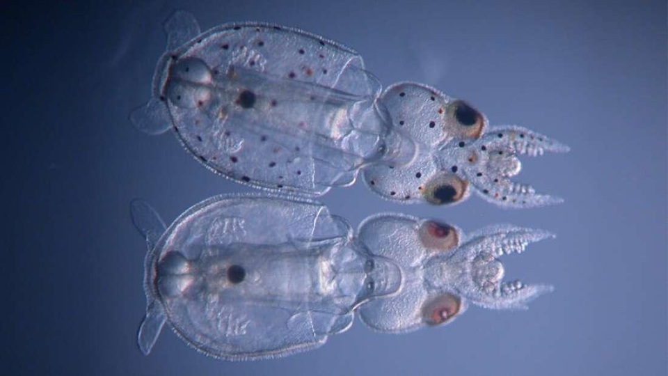 Lần đầu tiên tạo ra mực trong suốt nhờ kỹ thuật chỉnh sửa gene - 1