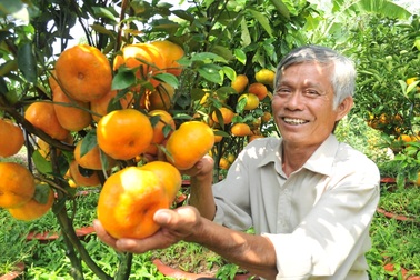 Tết còn xa… quýt hồng vào chậu giá bạc triệu đã bán hết vèo
