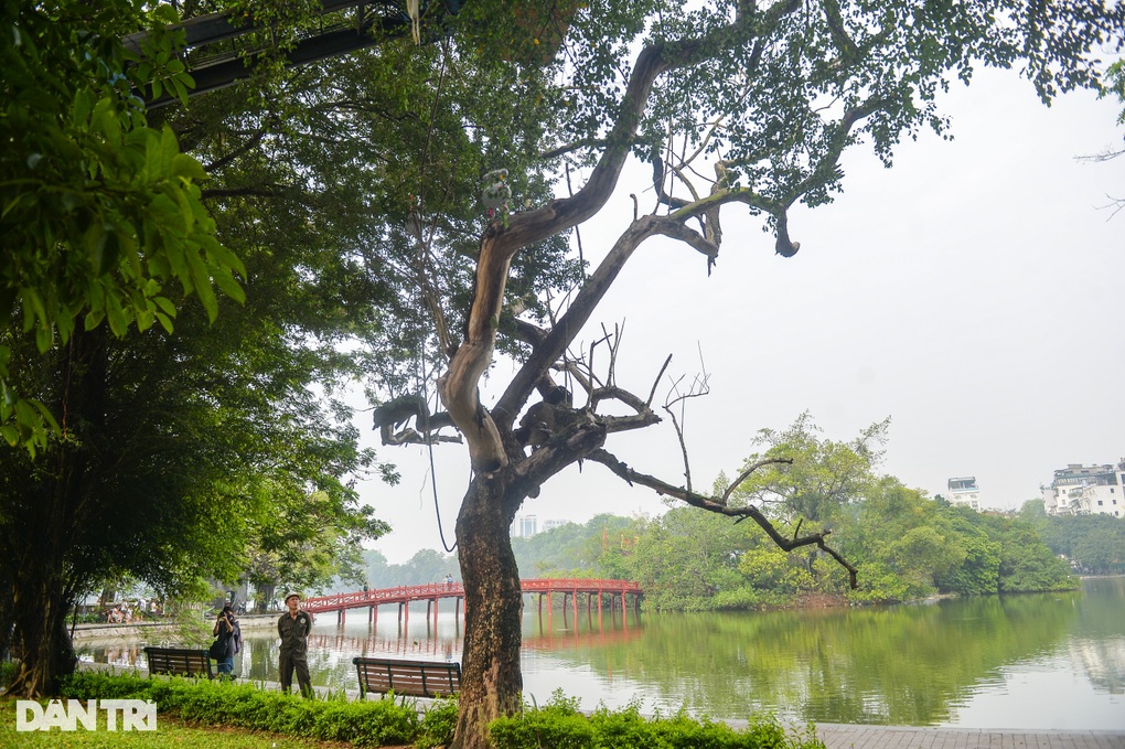 Cận cảnh chặt hạ cây sưa đỏ 100 tuổi bên bờ hồ Hoàn Kiếm - 1 Cận cảnh chặt hạ cây sưa đỏ 100 tuổi bên bờ hồ Hoàn Kiếm - 1