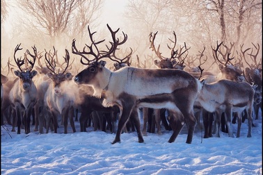 Vẻ đẹp của tuần lộc ở Na Uy