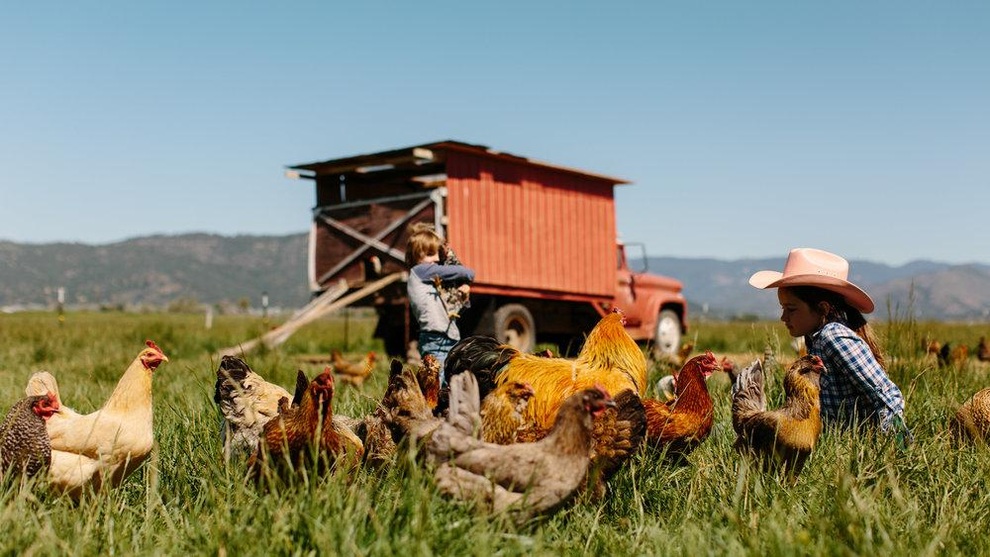 Gia đình doanh nhân thành đạt về quê, lên mạng học làm nông dân - 12