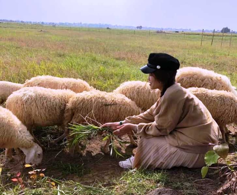 Bạn trẻ đổ xô đến vườn cúc họa mi “độc nhất” Nam Định chụp ảnh - 2