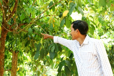 Chính vụ thu hoạch nhưng trái bòn bon gần như mất trắng