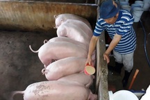 Giá heo hơi giảm, người nuôi  lỗ 1 triệu đồng/tạ
