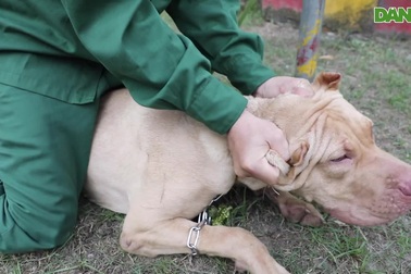 Người huấn luyện chó thuần phục tài tình những chú chó dữ