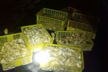 Bắt giữ nhiều gia cầm giống nhập lậu Trung Quốc đã chết