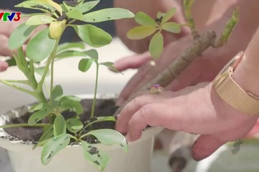 Noo Phước Thịnh khoe có cả rạp phim ở nhà để kéo cậu bé má phính Dương Gia Kiệt về với đội mình.