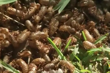 Hàng nghìn tỷ con ve sầu dần chui lên khỏi lòng đất, kêu to như tiếng còi