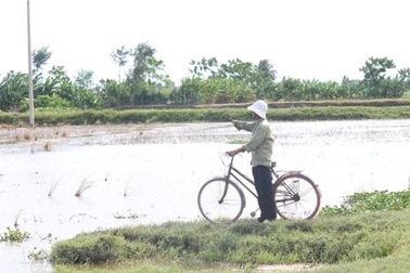 Đất nhiễm mặn, người dân “treo niêu”