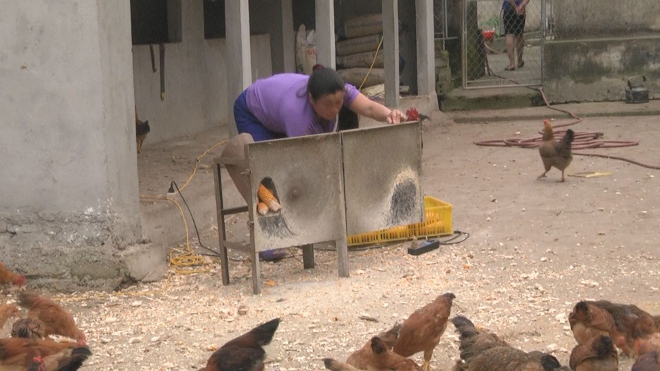 Mô hình chăn nuôi gà cho thu nhập cao ở huyện nghèo - 5 Mô hình chăn nuôi gà cho thu nhập cao ở huyện nghèo - 5