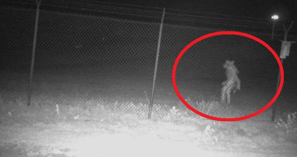 Hình ảnh sinh vật lạ xuất hiện bên ngoài hàng rào vườn thú giữa đêm khiến dân mạng xôn xao (Ảnh: Facebook).