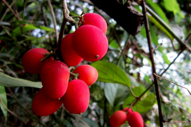 Rủ nhau ăn quả dại, ba trẻ tử vong