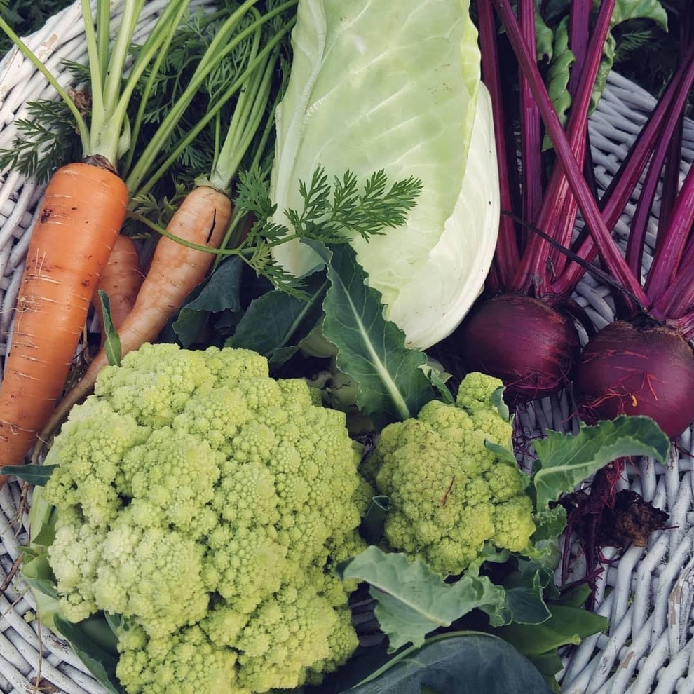 Muốn tự cung tự cấp thực phẩm, người đàn ông làm khu vườn rau, trái sum suê - 7