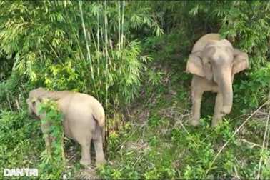 Phát hiện cá thể voi 70 tuổi chết trong rừng sâu