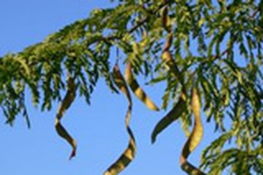 Những điều chưa biết về quả bồ kết