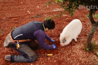 Dùng lợn "săn" loại nấm được ví như "kim cương đen"