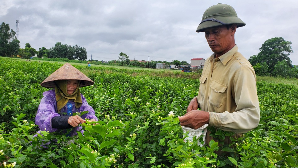 Thu hàng chục triệu đồng/vụ từ thứ hoa chẳng thơm cũng thể... - 1 Thu hàng chục triệu đồng/vụ từ thứ hoa chẳng thơm cũng thể... - 1