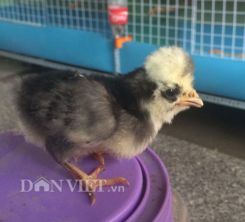 Giải mã bí ẩn quái gà đầu nở hoa như đầu sư tử giá tiền triệu hút hồn dân chơi - 16 Giải mã bí ẩn quái gà đầu nở hoa như đầu sư tử giá tiền triệu hút hồn dân chơi - 16