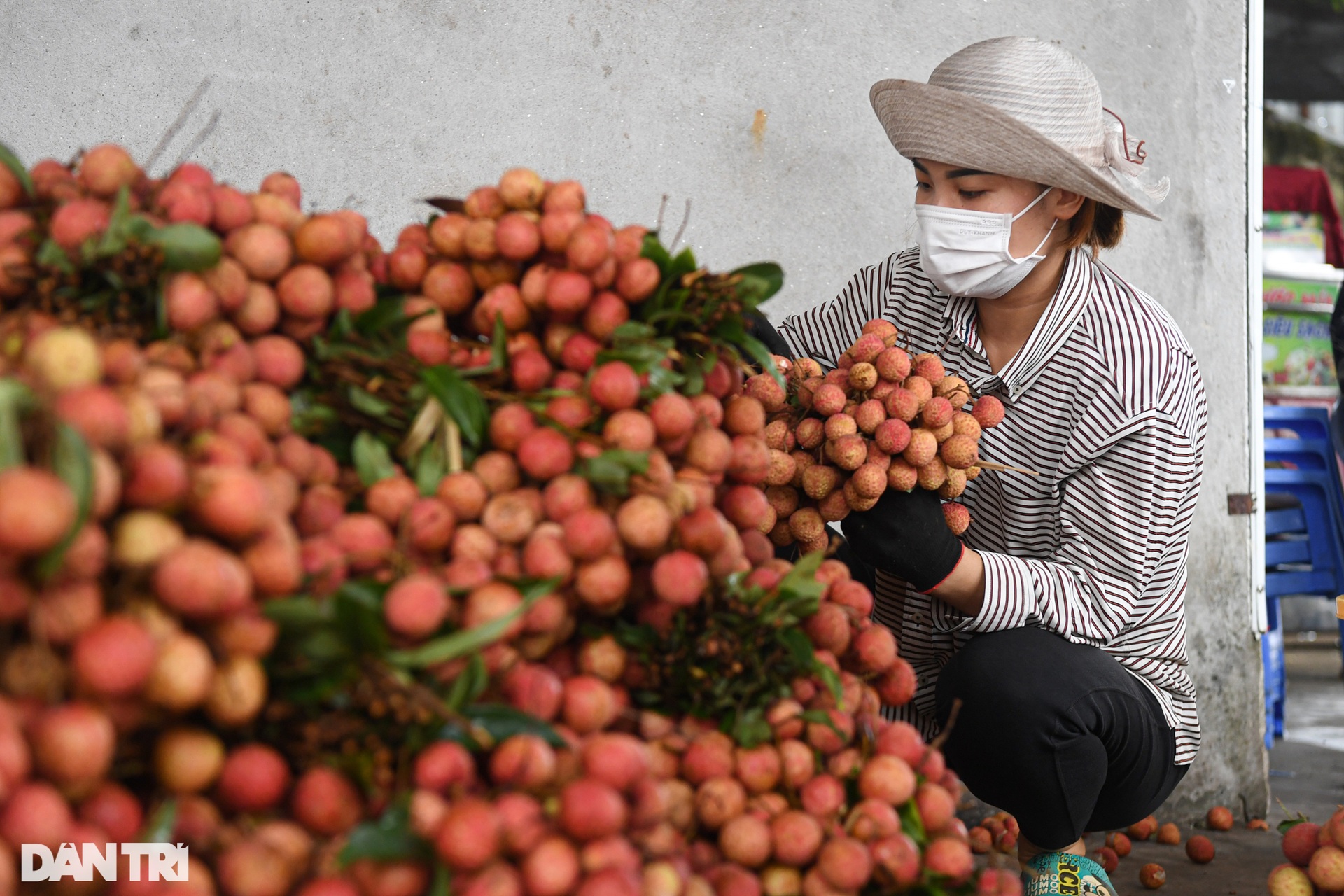 Vải thiều bay sang Nhật cần qua quy trình sản xuất khắt khe như thế nào? - 3 Vải thiều bay sang Nhật cần qua quy trình sản xuất khắt khe như thế nào? - 3