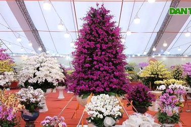 Muôn sắc lan hồ điệp xuống phố phục vụ Tết Nguyên đán 2023