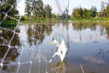 Tận diệt chim trời bằng… “công nghệ cao”