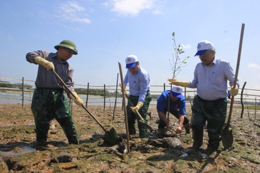 Trồng rừng ngập mặn ngăn biển xâm nhập, bảo vệ đê xung yếu