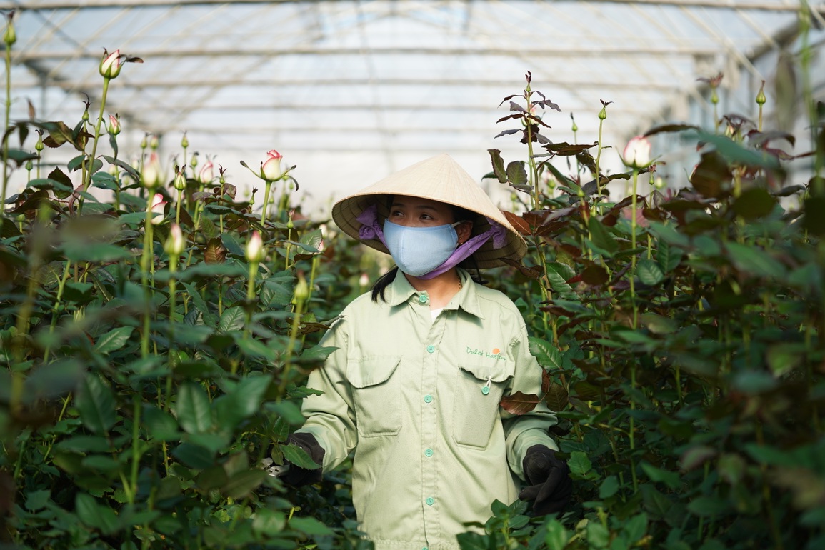 Công nhân nông trại hoa lớn nhất Đà Lạt tất bật vụ Tết - 4 Công nhân nông trại hoa lớn nhất Đà Lạt tất bật vụ Tết - 4