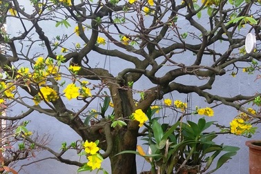 Ngắm gốc thanh mai 50 năm tuổi nở hoa cực đẹp