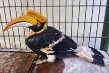 Chim Hồng Hoàng quý hiếm bay lạc vào vườn nhà dân