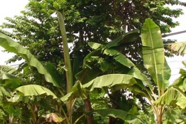 Cụ già tử vong do ong chích 