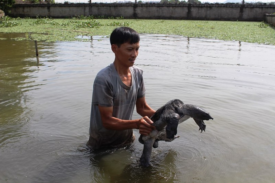 Nam Định: Bỏ nghề mộc, chàng trai đổi đời nhờ nuôi ba ba gai - 2 Nam Định: Bỏ nghề mộc, chàng trai đổi đời nhờ nuôi ba ba gai - 2