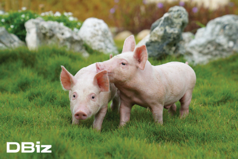 Cuộc đua chăn nuôi lợn của các đại gia Việt