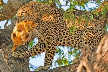 Báo hoa mai tập kích ổ sư tử, bắt con non ăn thịt