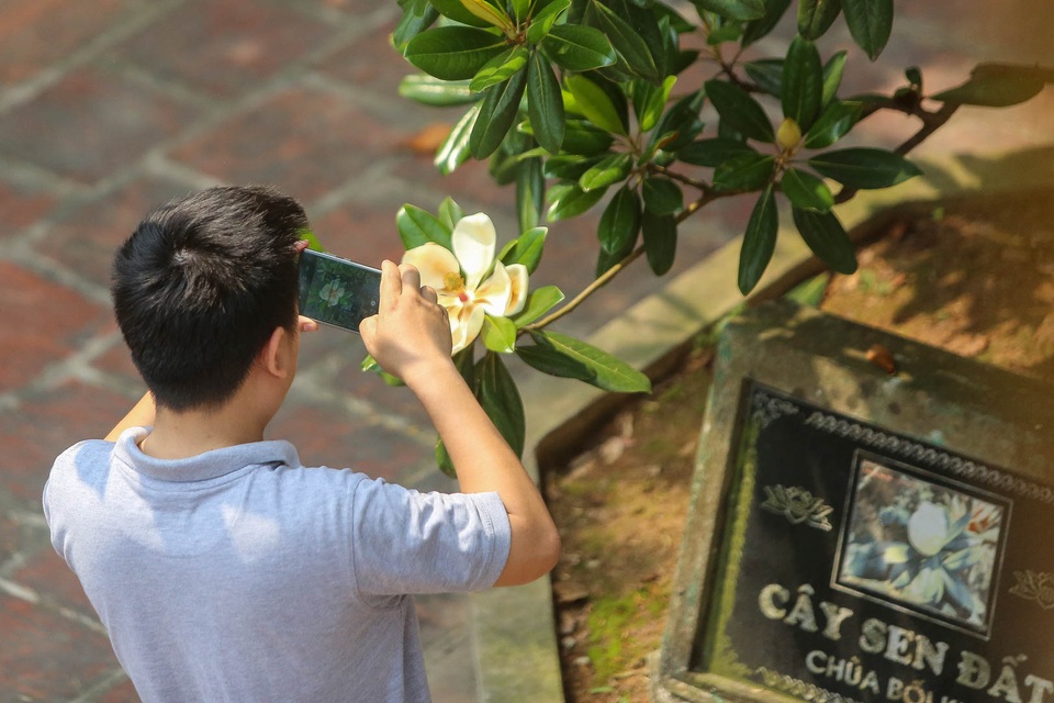 Kì lạ đóa sen nằm trên cạn, tỏa hương thơm ngát ngôi chùa trăm năm tuổi - 4 Kì lạ đóa sen nằm trên cạn, tỏa hương thơm ngát ngôi chùa trăm năm tuổi - 4