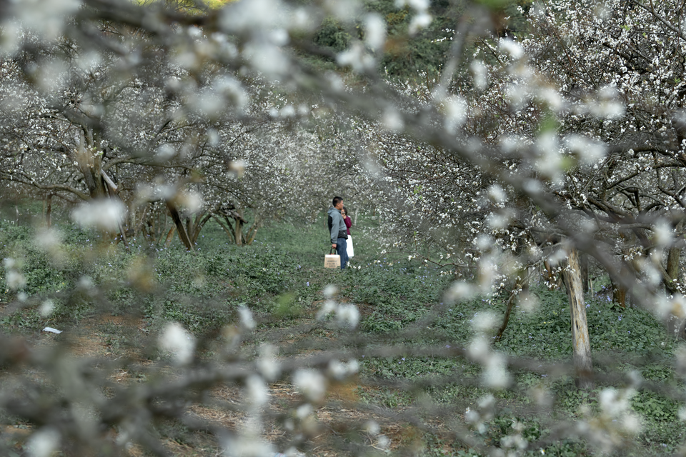 Đẹp quên lối mùa hoa mận nở trắng trời cao nguyên Mộc Châu - 7 Đẹp quên lối mùa hoa mận nở trắng trời cao nguyên Mộc Châu - 7