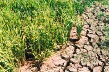Yêu cầu chủ động chống hạn, đối phó với El Nino