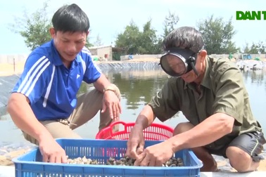 Kiếm tiền tỷ mỗi năm nhờ nuôi ốc hương