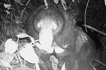 Phát hiện gấu ngựa quý hiếm ở khu bảo tồn thiên nhiên Pù Hu